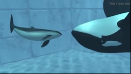 Orca yiff